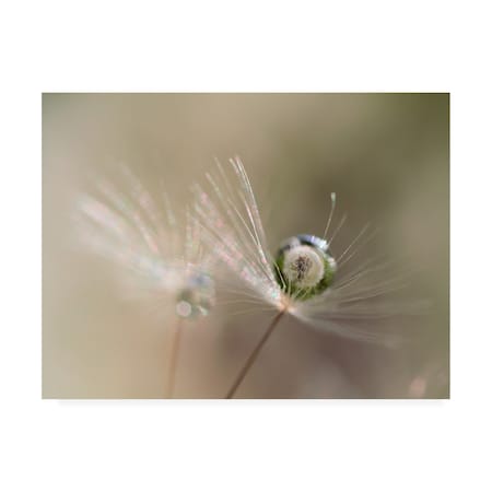 Bertrand Kulik 'Star Of Dandelion' Canvas Art,14x19